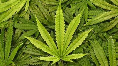 Marijuana leaves (Shutterstock)
